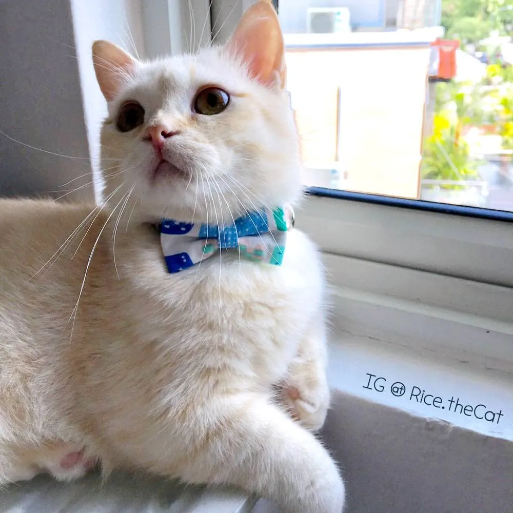 Bowtix Handmade Cat Collar With Removable Bowtie - Pelto Day